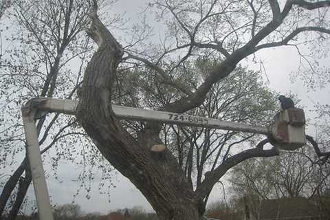 Tree Surgeon in Leftwich Residential And Commercial Tree Removal And Trimming Services