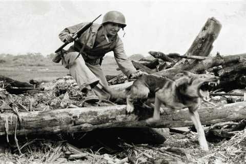 The US Army Envisioned Using Dogs in the Pacific to Sniff Out Enemy Japanese Soldiers. Things Did..