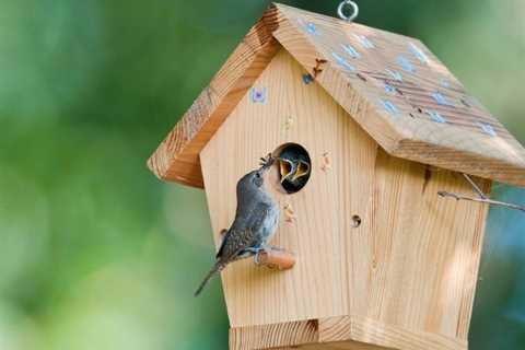 8 Best Wood for Birdhouse and Nest Box- (Qualities of a Good Birdhouse)