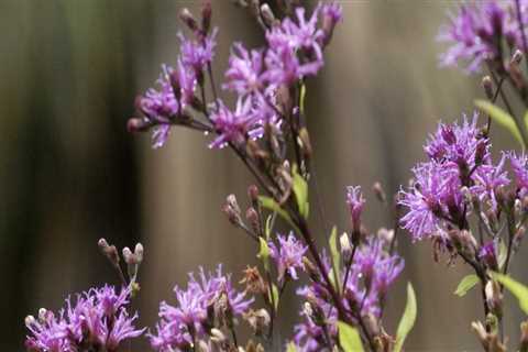 Native Plants in Central Florida: Sweet Bay Nursery