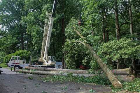 The Benefits of a Crane-Assisted Tree Service