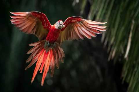 How to Choose the Right Shutter Speed for Bird in Flight Photos