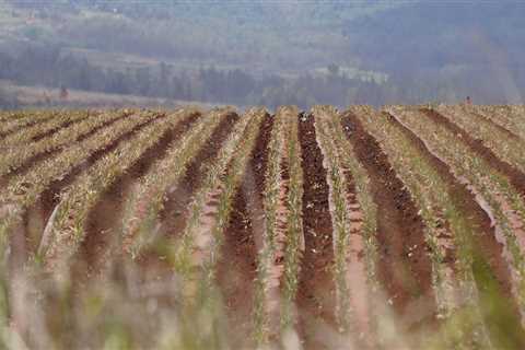 The Impact of Government Policies on Oahu's Farms