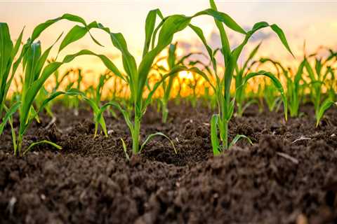 The Benefits of Genetic Modification in Agriculture