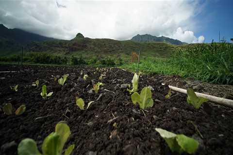 The Impact of Crop Diversification on Oahu's Farms