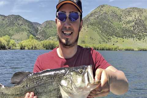 Catching Bass in Northern VA: What Logs to Look For