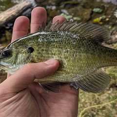 The Best Flies for Panfish: 5 Sure-Fire Options
