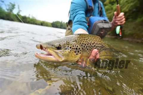 The Best Trout Flies: Top Flies For Trout Fishing Success