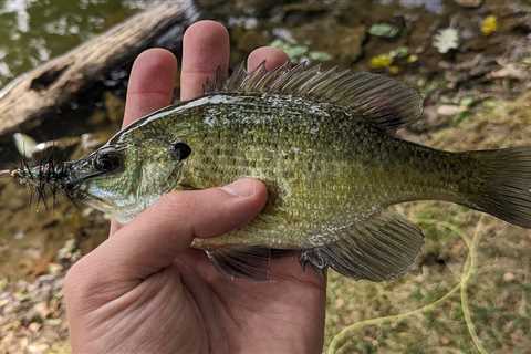 The Best Flies for Panfish: 5 Sure-Fire Options