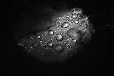 Droplets (Leaf)