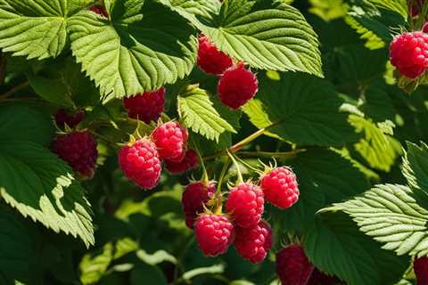 Raspberry Rewards: Organic Care for Fruitful Canes Guide