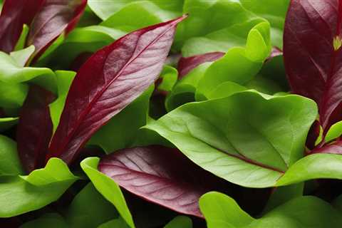 Master Organic Sorrel: Growing Tips for Tangy Leaves