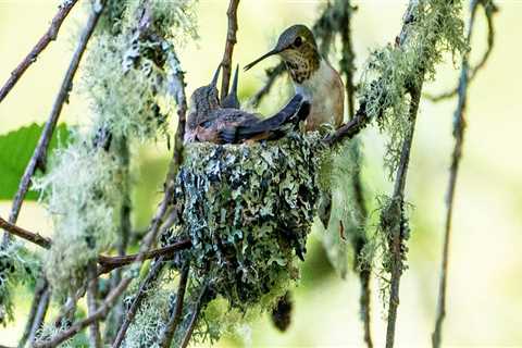 What type of organization is the audubon society?