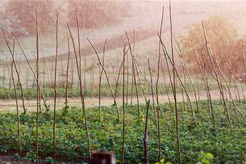 Vertical Gardens: Maximizing Space with Climbing Vegetables