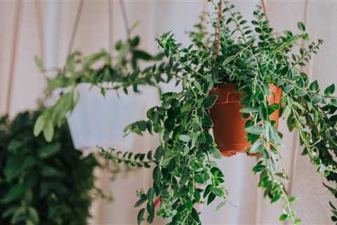 Indoor Plants with Delightful Scents: Top Picks