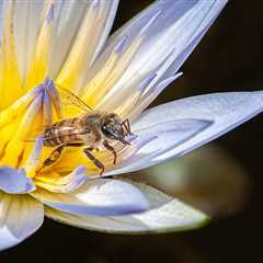 Organic Gardening: The Ultimate Hero for Bees and Thriving Gardens