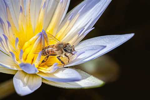 Organic Gardening: The Ultimate Hero for Bees and Thriving Gardens