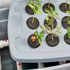 How to Improve Your Hydroponic Garden's Air Circulation and Pest Management
