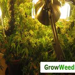 Metal Halide (MH) Lights: A Guide to Hydroponic Gardening