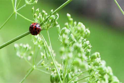 Attract Beneficial Insects to Your Garden in Conroe, Texas