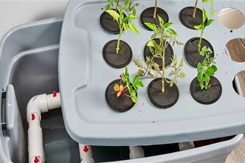 How to Improve Your Hydroponic Garden's Air Circulation and Pest Management