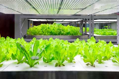 A Comprehensive Look at Fluorescent Lights for Hydroponic Gardening