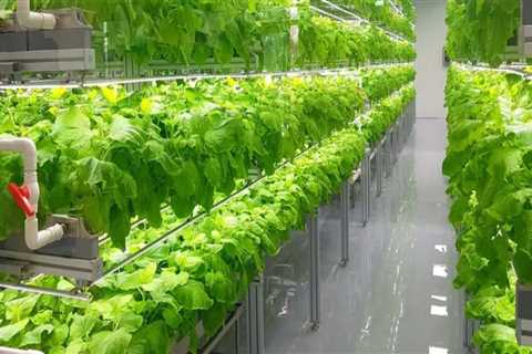 Water and Energy Conservation: Sustainable Solutions for Urban Farming