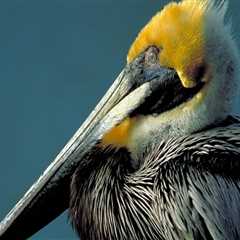 How does the audubon society protect birds and their habitats?