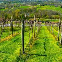 Exploring the Vineyards of Dulles, Virginia: A Guide to Accommodations and Lodging