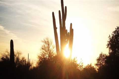 Explore the Best Seasonal Exhibits in Maricopa County, Arizona
