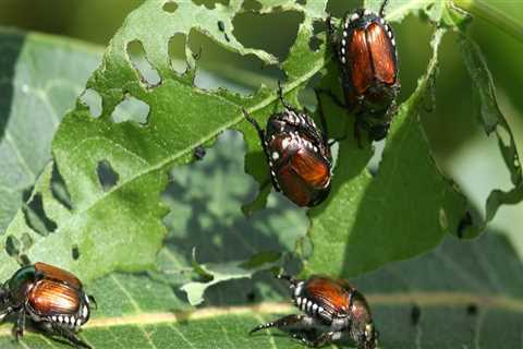 Controlling Pests Without Harming Butterflies in a Garden in Southwest Florida
