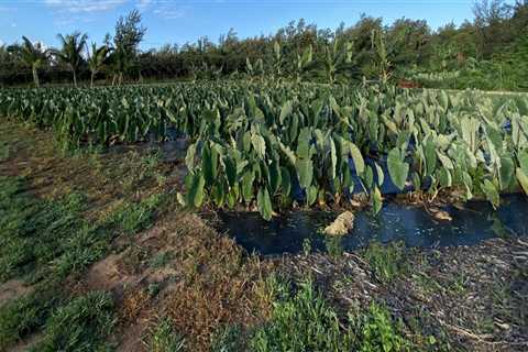 The Impact of Hawaii's Food System on the Economy