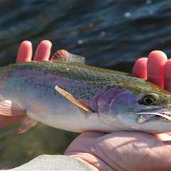 “Surfcasting” for Trout