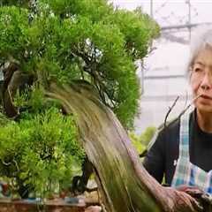 Exploring the Traditional Practices and Rituals of Bonsai Trees in Honolulu