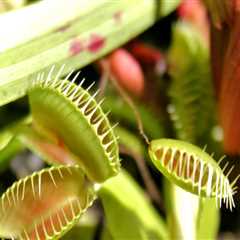 The Fascinating World of Carnivorous Plants: What Insects Do They Consume?