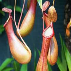 The Fascinating World of Carnivorous Plants: What Sets Them Apart from Regular Plants?