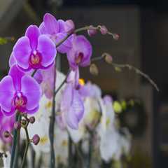 A Guide to the Best Types of Orchids