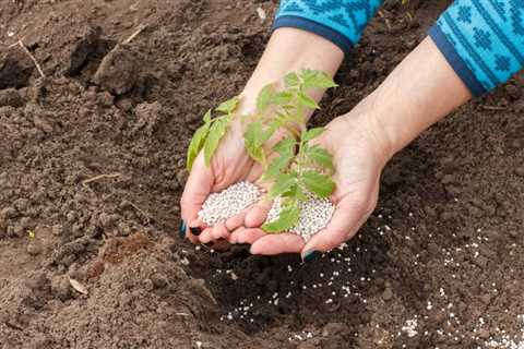 7 Nutrients Tomatoes Need