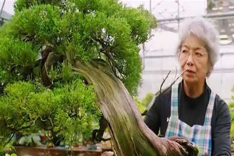 Exploring the Traditional Practices and Rituals of Bonsai Trees in Honolulu