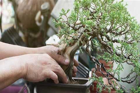 The Best Soil Mix for Bonsai Trees in Honolulu