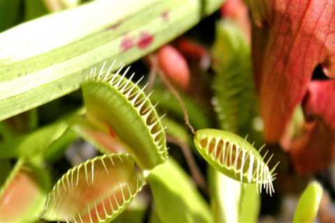 The Fascinating World of Carnivorous Plants: What Insects Do They Consume?