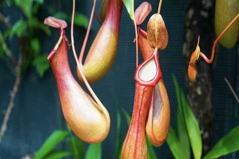 The Fascinating World of Carnivorous Plants: What Sets Them Apart from Regular Plants?