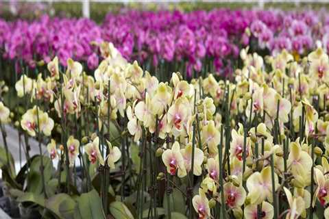 Unlock the Secrets of Orchid Gardening in Grand Rapids