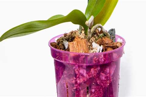 The Ideal Temperature for Growing Orchids