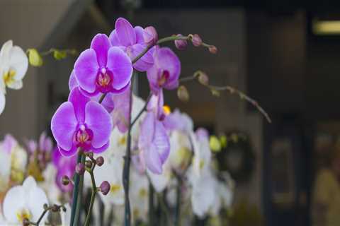 A Guide to the Best Types of Orchids