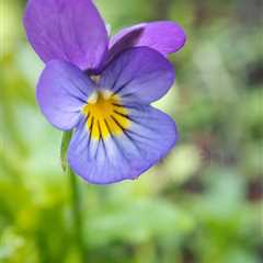 Heartsease