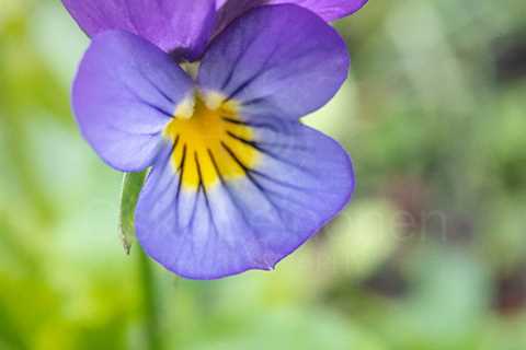 Heartsease