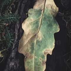 Pathways (Dry Leaf)