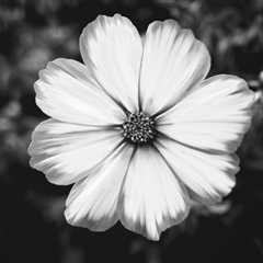 Gorgeous Petals (Black And White)