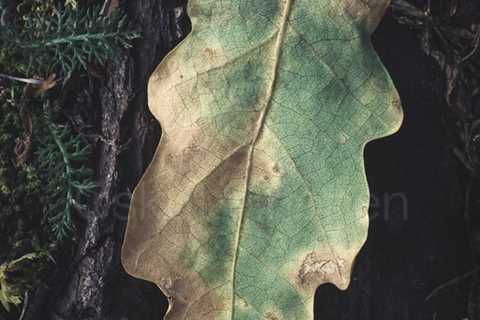 Pathways (Dry Leaf)